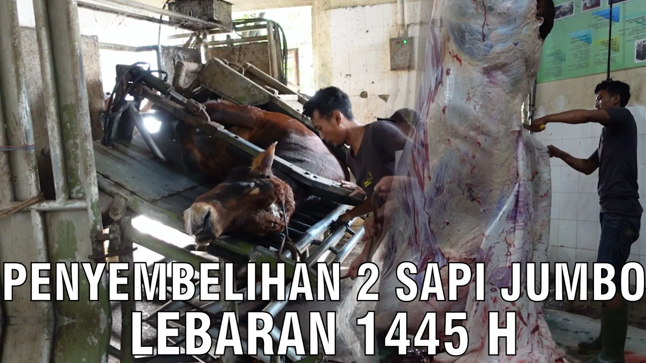
                                 Penyembelihan-2-Sapi-Jumbo-Lebaran-1445-H
